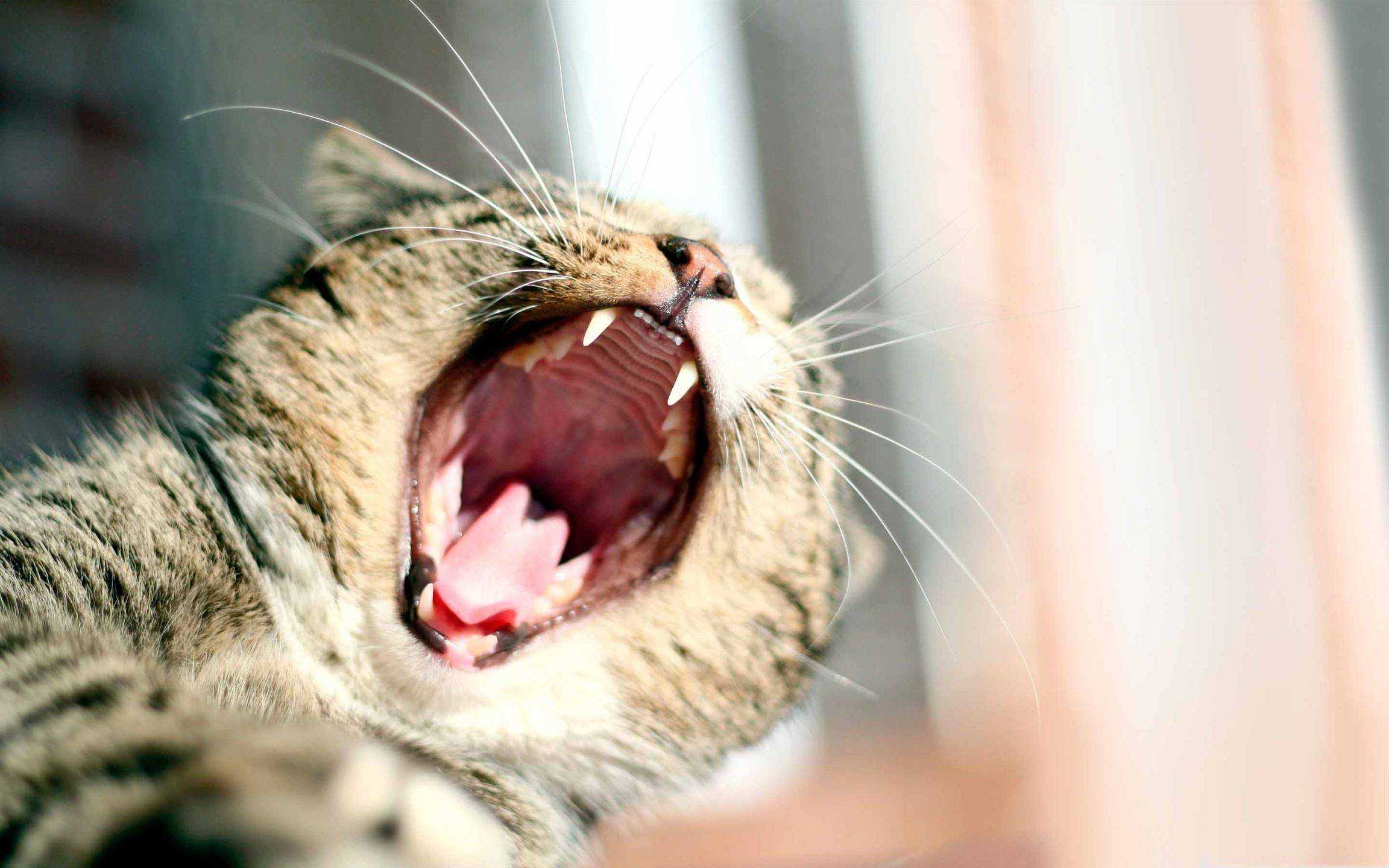 Кошка шипит: инстинкт, заболевания, проявление страха