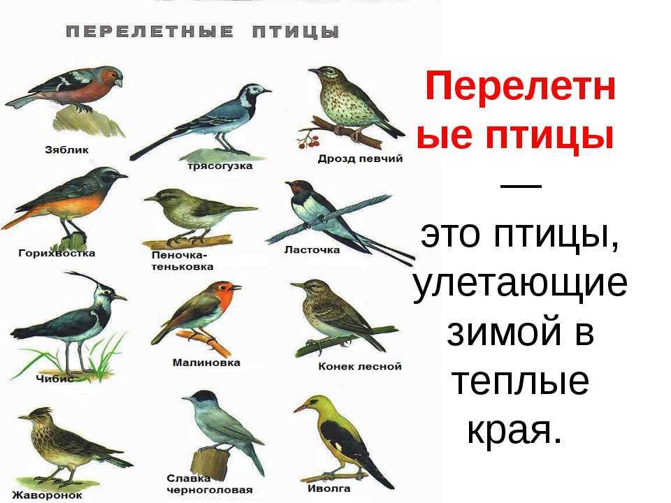 Лебедь птица. образ жизни и среда обитания лебедя