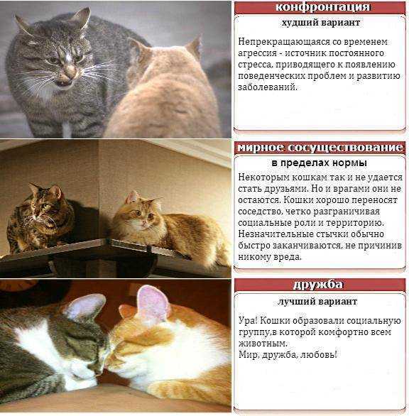 Кот шипит – 10 причин, вызывающих агрессивную реакцию