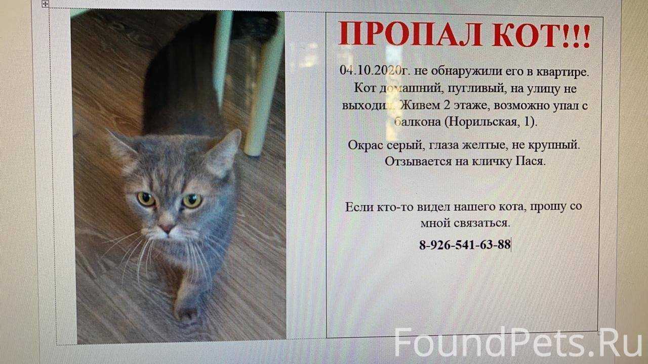 Что делать, если потерялась кошка: советы где искать, как написать объявление, и не попасть в руки мошенников | звери дома