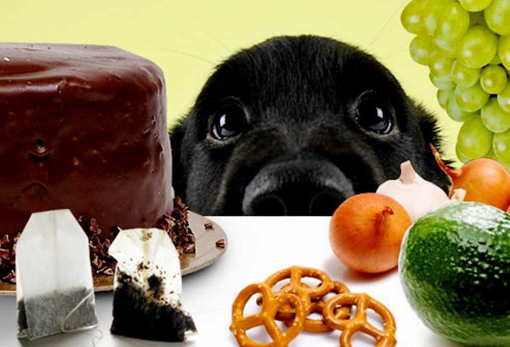 Что можно давать собакам, а что нельзя: список запрещенных и полезных продуктов
