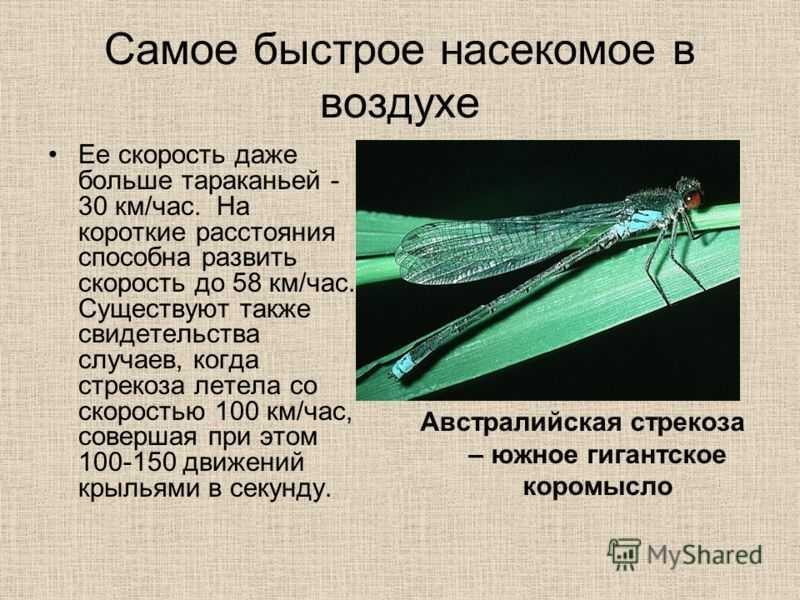 Чем питаются стрекозы в природе? стрекоза описание, ареал, питание, виды, враги, фото и видео.