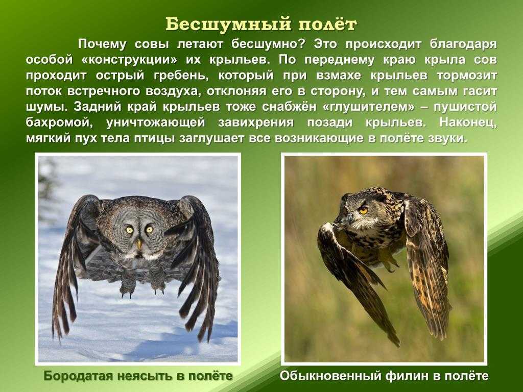 Cыч птица — фото и приметы