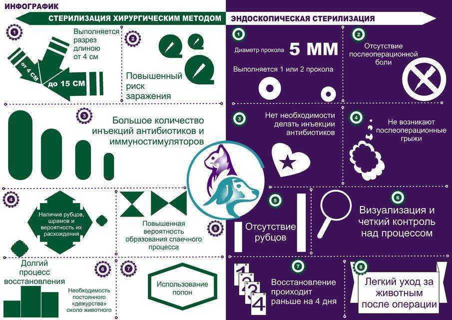 Стерилизация собак – прихоть или необходимость?