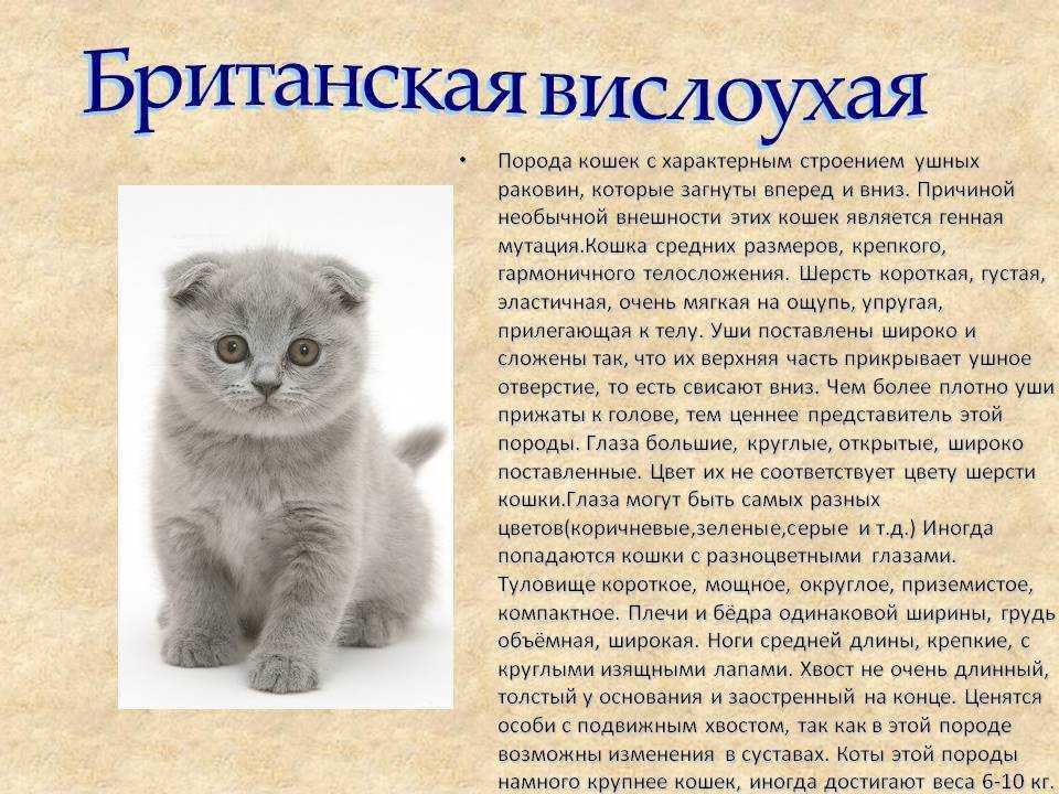 Чем кормить шотландского вислоухого котенка в 1, 2 и 3 месяца