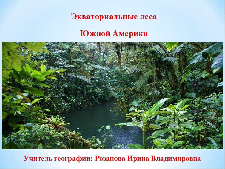 Животные влажных экваториальных лесов – фауна и обитатели экваториального леса