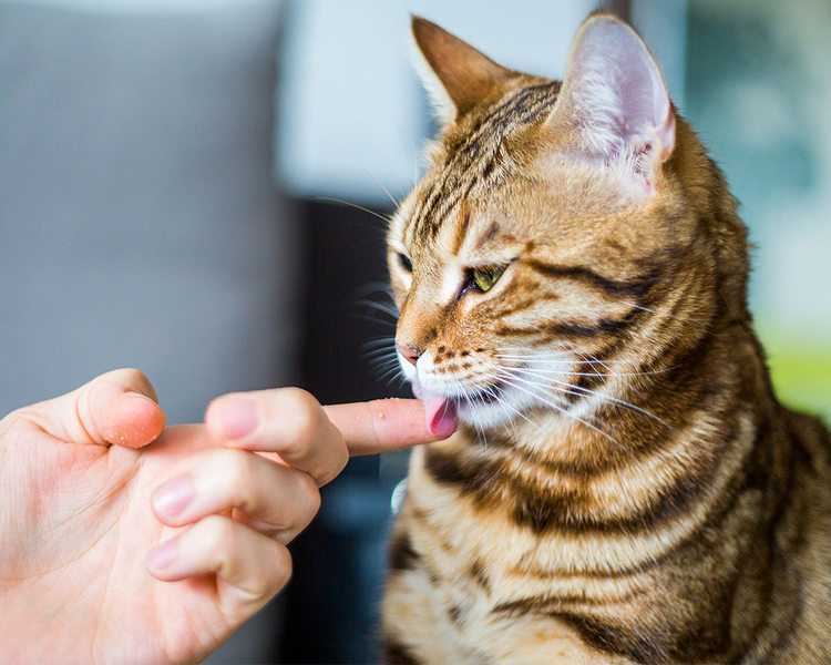Причины, из-за которых кошка может лизать руку