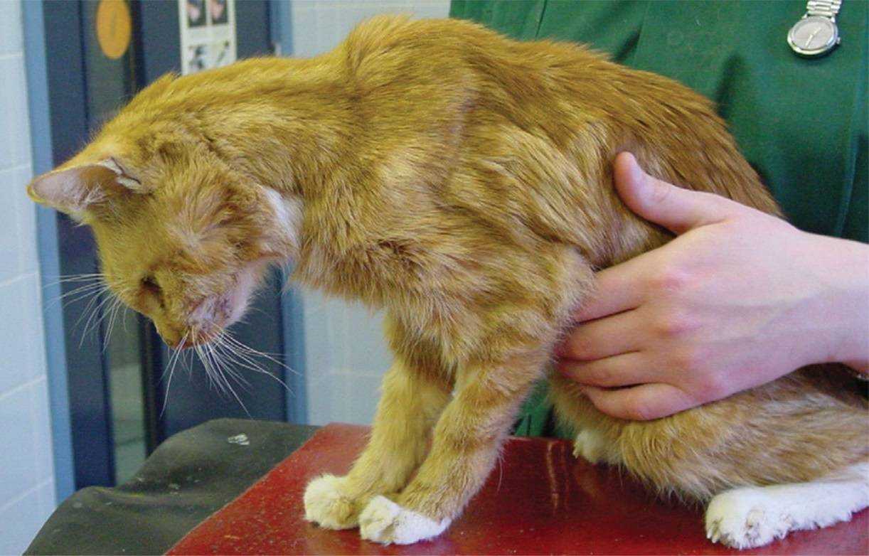 Кардиомиопатия у кошек — виды болезни, причины, диагностика и лечение
