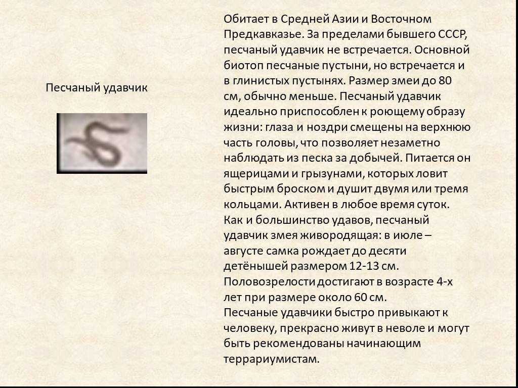 Песчаный удавчик | мир чудес