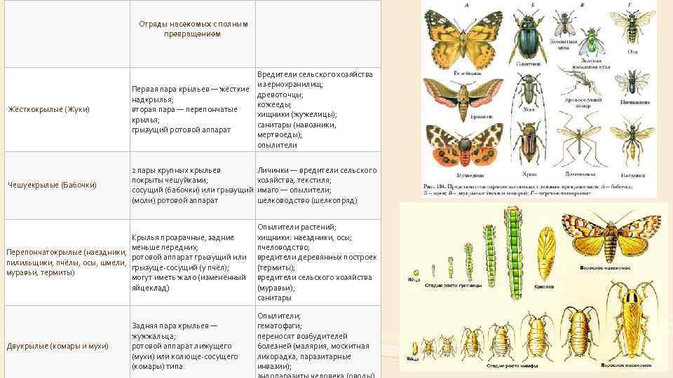 Как переваривается пища в организме человека?