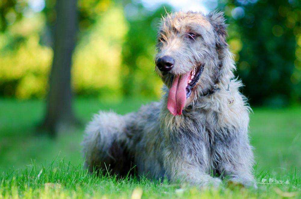 Ирландский волкодав (irish wolfhound)