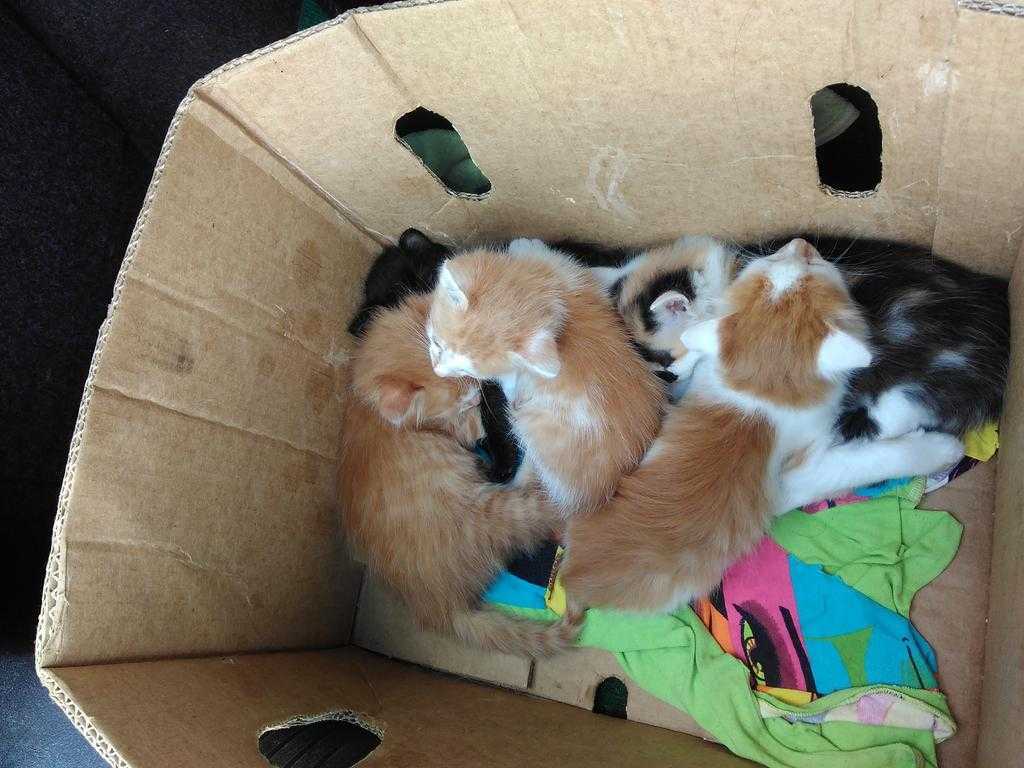 К чему появляется котенок дома: приметы и поверья о кошках, котах и котятах