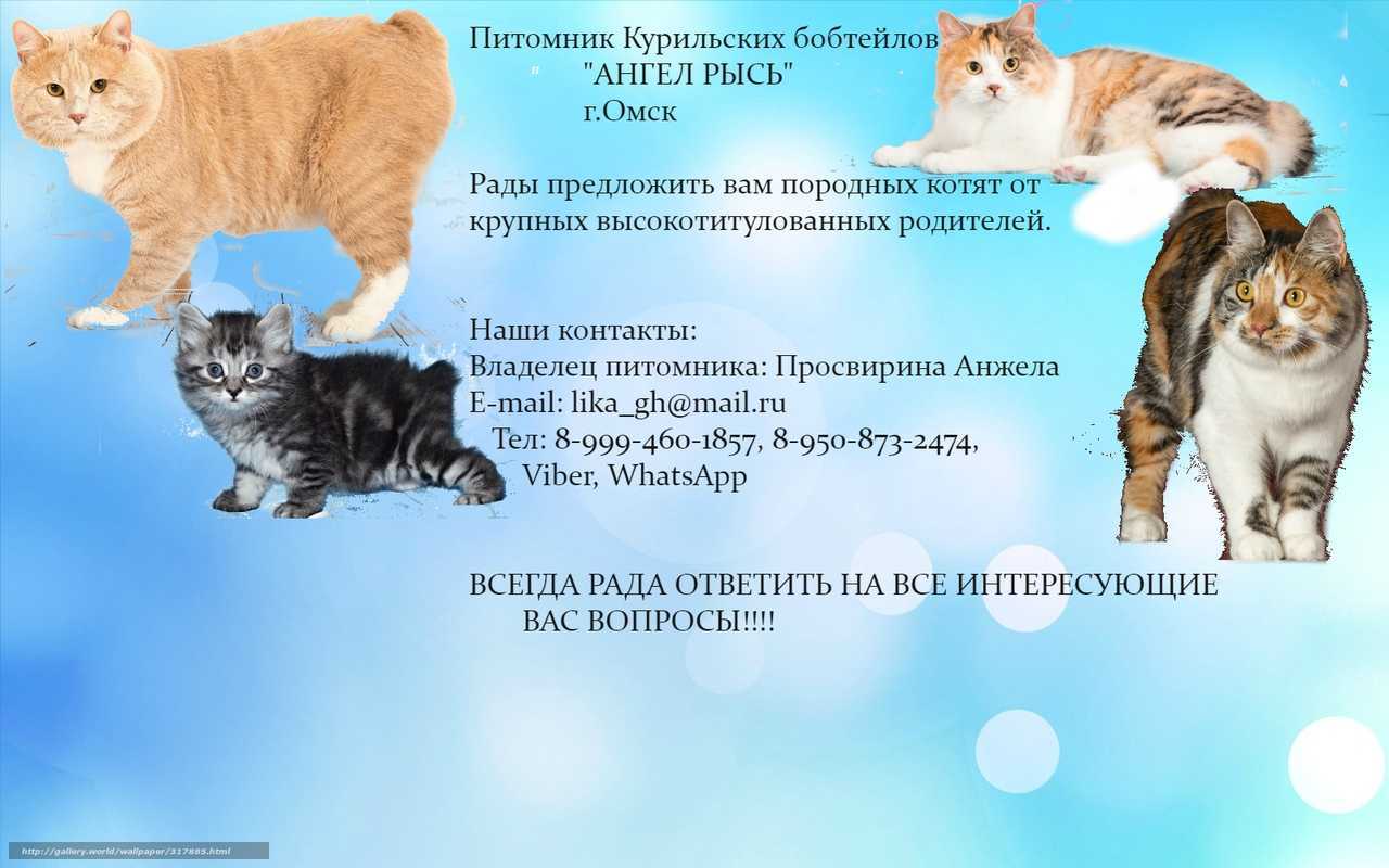 Курильский бобтейл: описание породы, характер, здоровье
