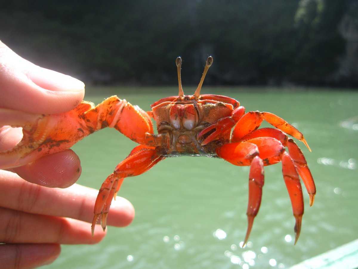 10 самых больших 🦀 крабов в мире с описанием и фото