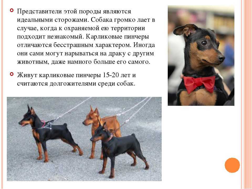 Доберман