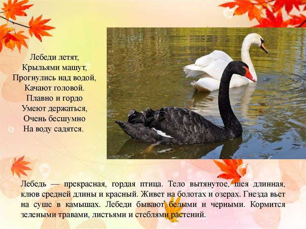 Как улетают лебеди на юг