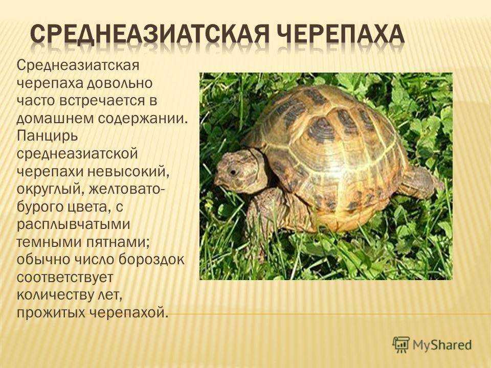 Обитание, образ жизни и питание черепахи