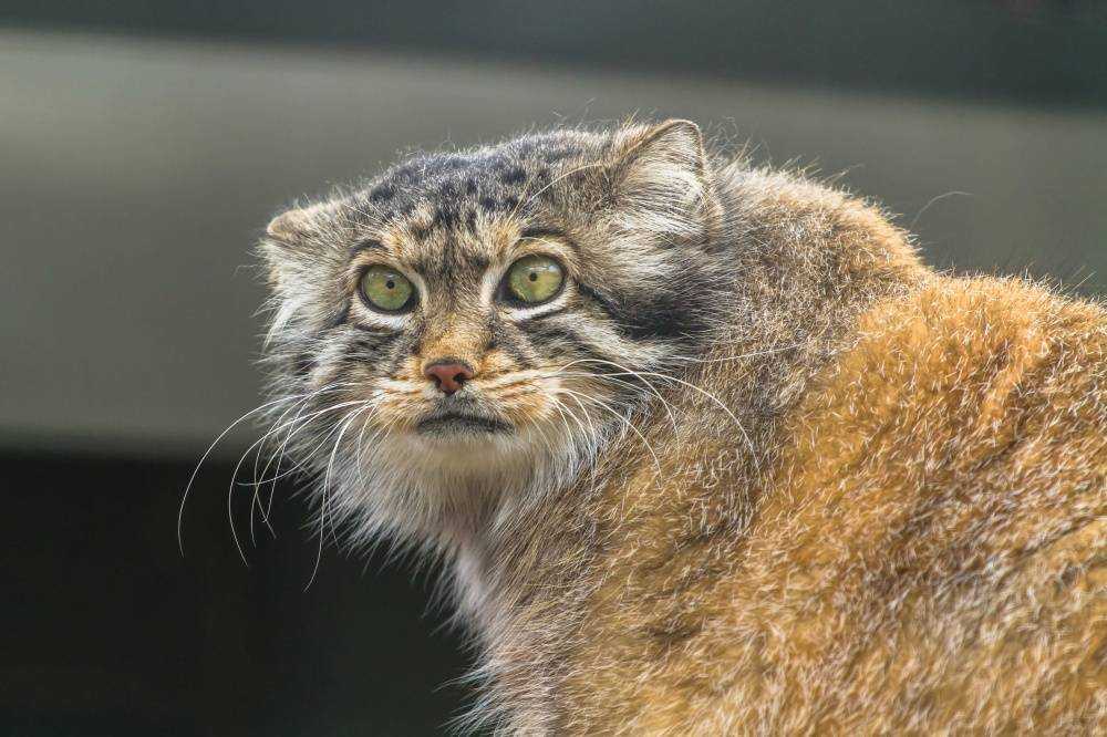 10 самых суровых пород кошек, которыми лучше любоваться на расстоянии