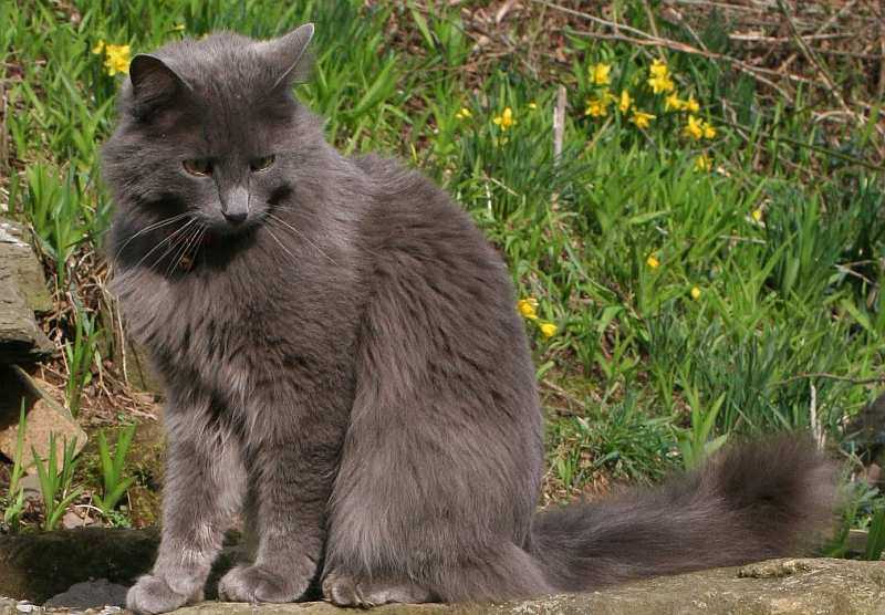 Порода кошек нибелунг — обзор породы, нюансы характера и советы по уходу за кошкой (125 фото)