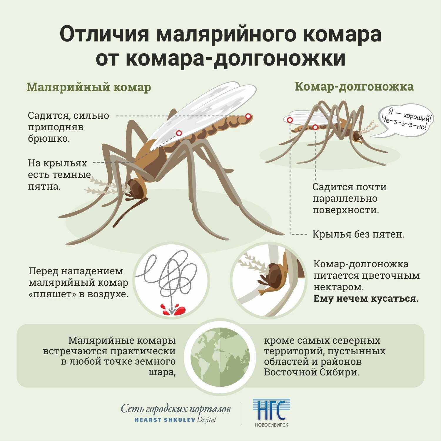 Малярийные комары: фото, как выглядит место укуса, чем они опасны, отличительные характеристики, способы защиты от них