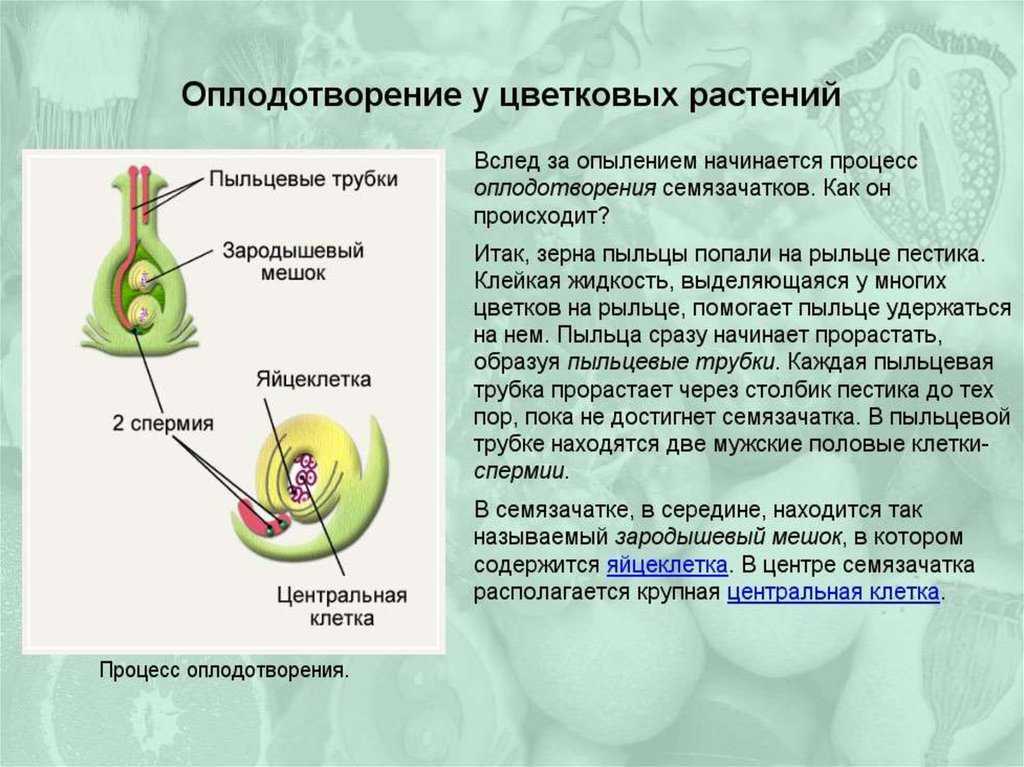 Партеногенез: просто и понятно о значении в биологии