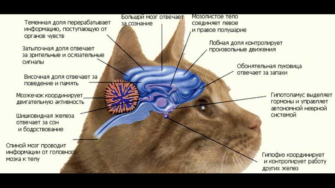 Как устроен кошачий мозг? как устроен мозг кошки? эволюция кошачьих, неофелиды, коэффициент интеллекта, семейство кошачьих, сенсорные способности кошек, анатомия кошки