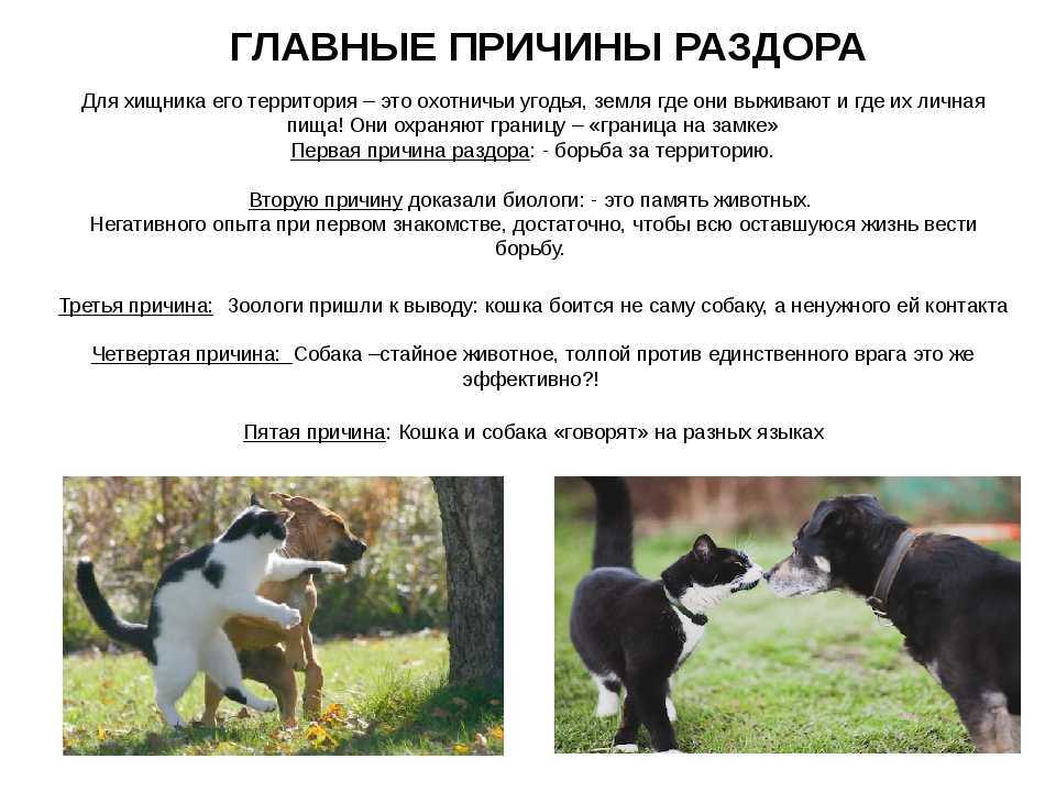Кошки и собаки вместе, как подружить кошку с собакой в доме, кошка дерется и боится собаки