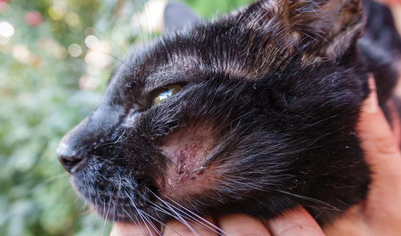 Болезнь кошачьих царапин: симптомы, фото, лечение у детей и взрослых
