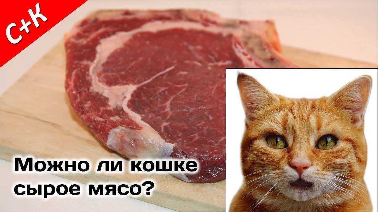 Можно ли кормить кошку свининой: мнение врача