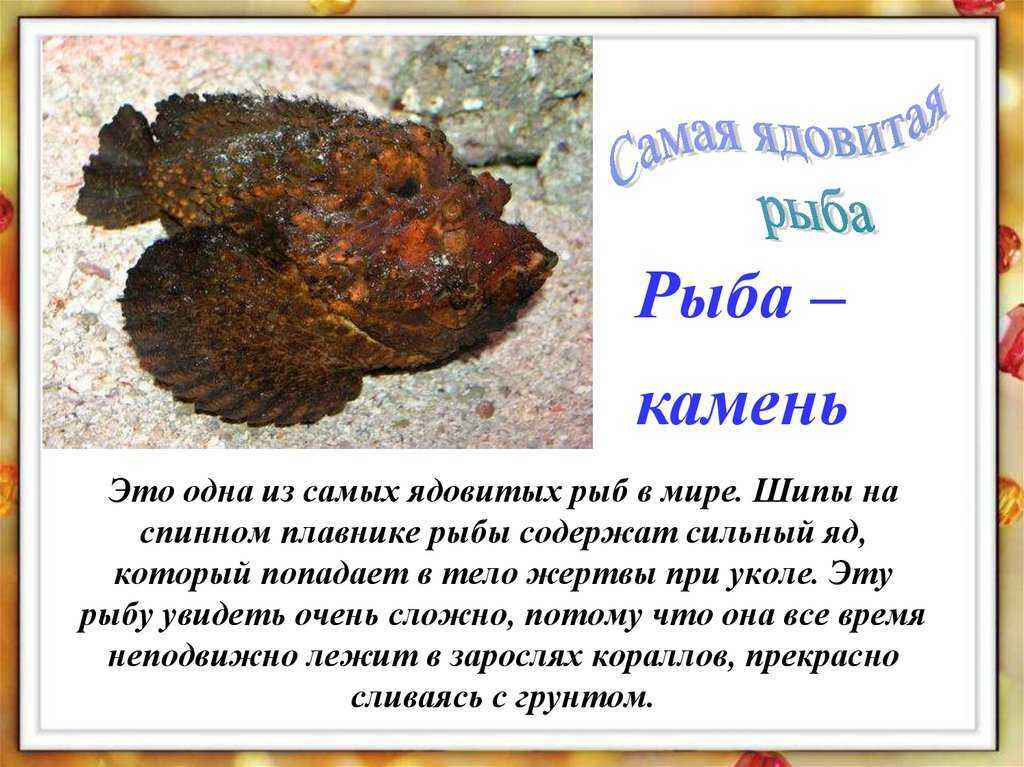 10 самых опасных рыб на планете