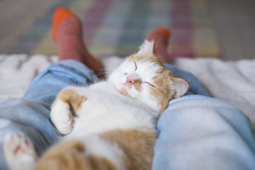 Почему кошка ложится на ноги хозяина: причины поведения