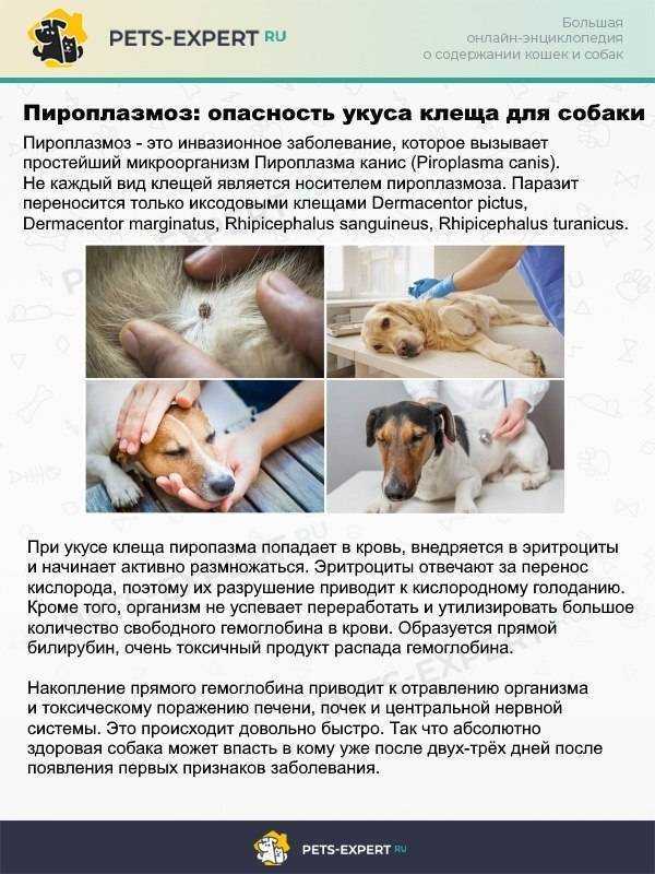 Пироплазмоз у собаки: симптомы и лечение