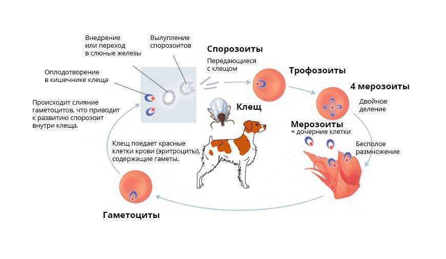 Пироплазмоз у собак: симптомы, лечение и профилактика