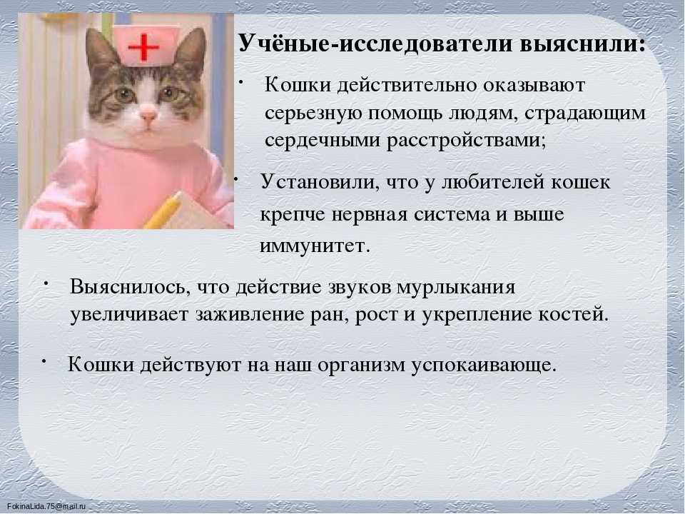 Фелинолог  - где учиться, зарплата, преимущества профессии – “навигатор образования”