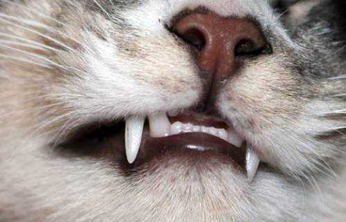 У кошки выпал зуб, что делать если выпал передний зуб, если большой возраст кота