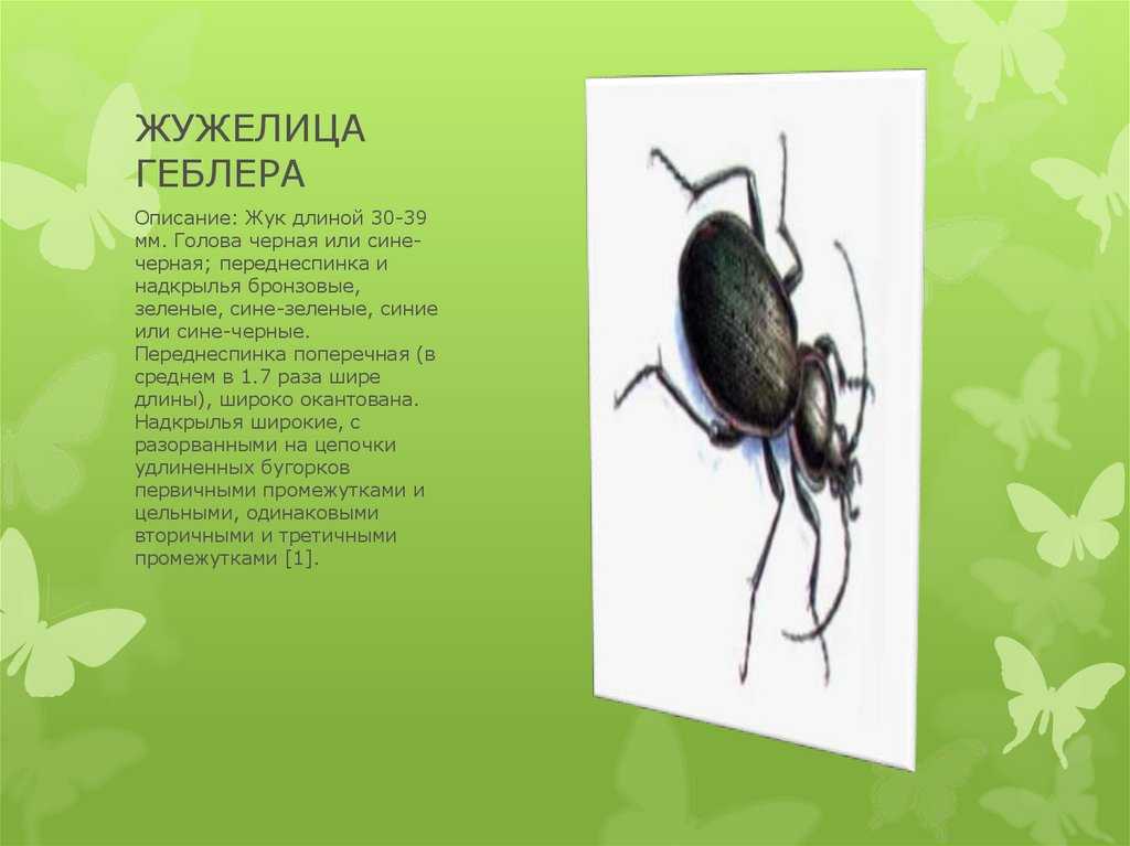 Жужелица насекомое. образ жизни и среда обитания жужелицы