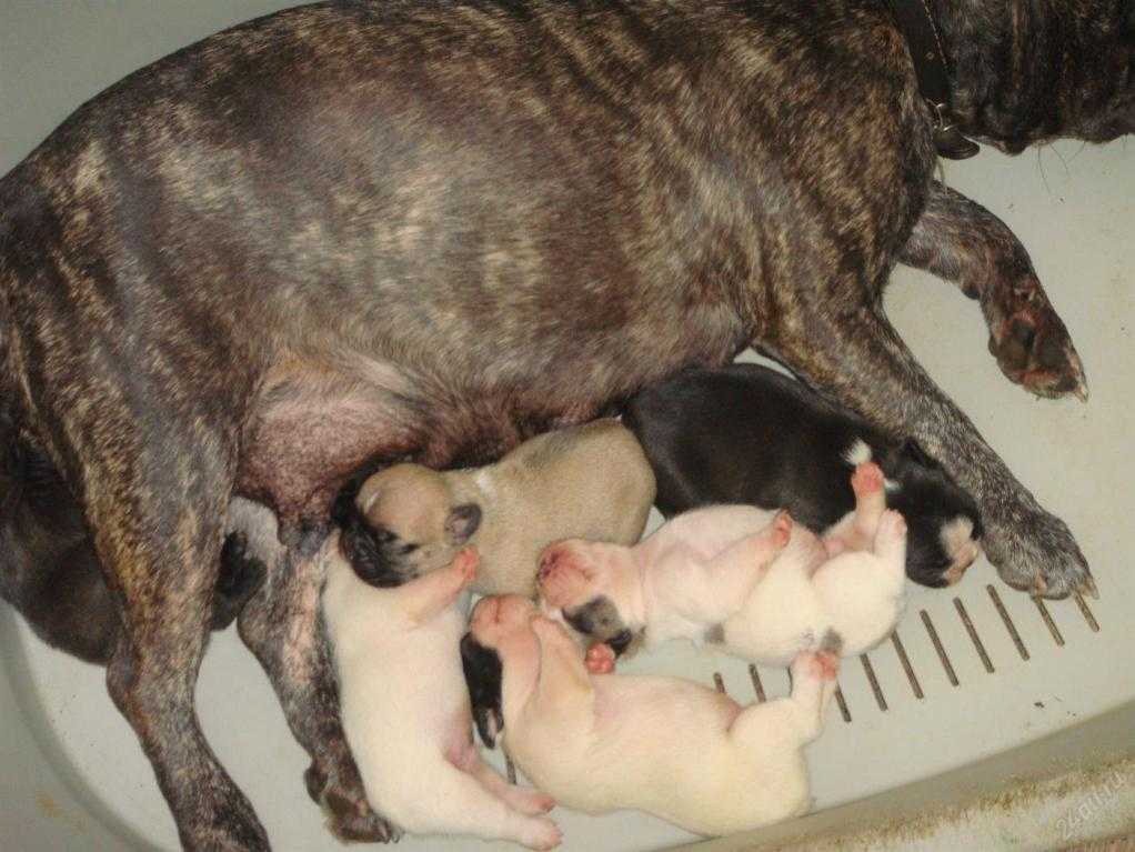 Мопс