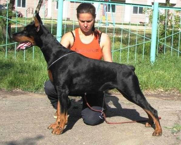 Клички для добермана: мальчика и девочки| wikipet.ru
