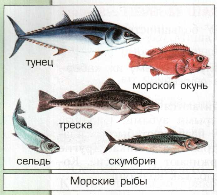 Рыбы черного моря - обзор промысловых и редких рыб. 145 фото и видео описание основных видов
