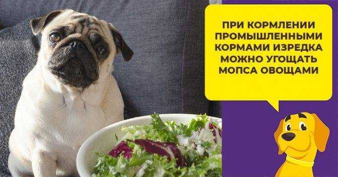 Чем кормить щенка и взрослого мопса?