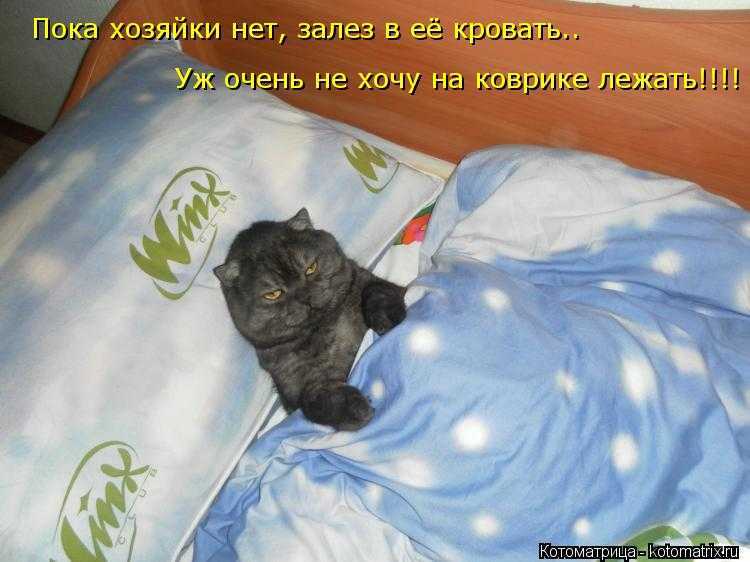 Кошка не спит ночью