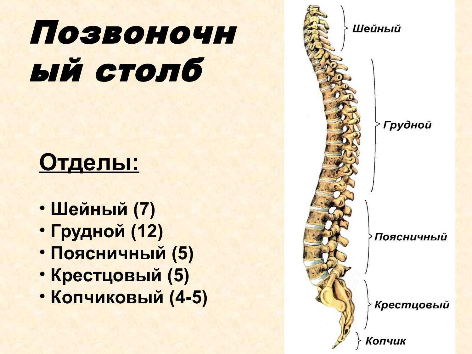 Кт позвоночника