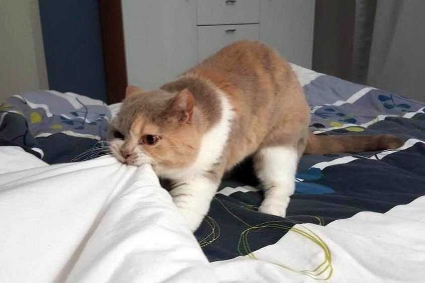 Как уложить гиперактивного котенка спать