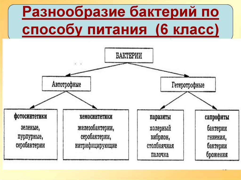 Описание растений паразитов: характеристика с фото и видео