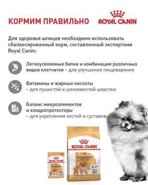Уход за шпицем и содержание собаки в домашних условиях