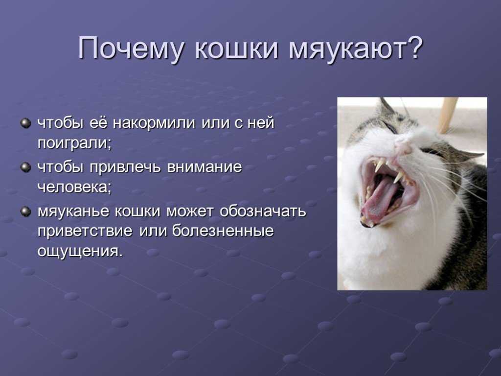 10 методов отучить кошку лазить по шторам