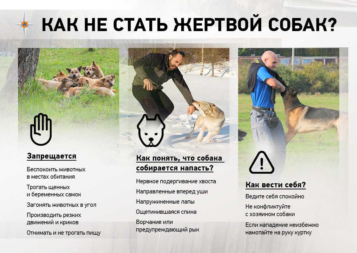 Как перестать бояться собак и избавиться от фобии навсегда