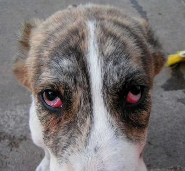 У собаки гноятся глаза — как лечить?