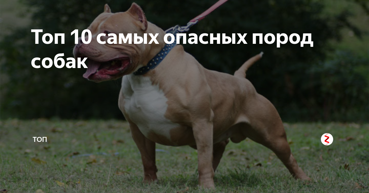 Самые опасные породы собак в мире. топ 5 мест