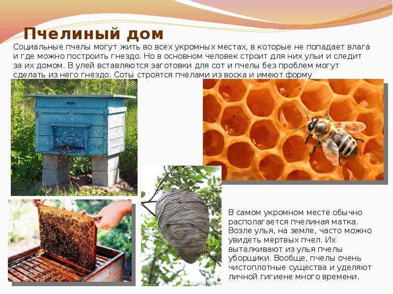 Чем питаются осы – рацион взрослых особей и личинок. что едят осы, их рацион питания